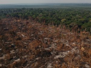 AM ultrapassa Mato Grosso e Maranhão e fica em 2º no ranking do desmatamento em 2021