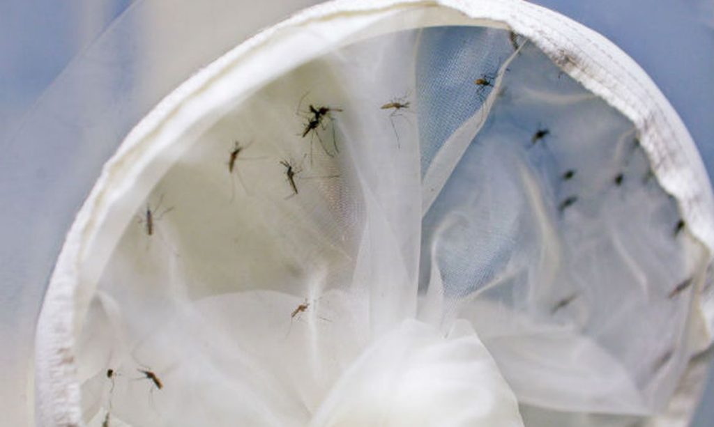Período chuvoso aumenta risco de infestação pelo mosquito da dengue, alerta FVS