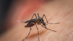 AM tem mais de 15 mil casos de dengue em 2023
