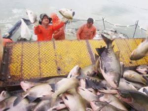 Estudo detecta a presença de plástico em peixes no Amazonas